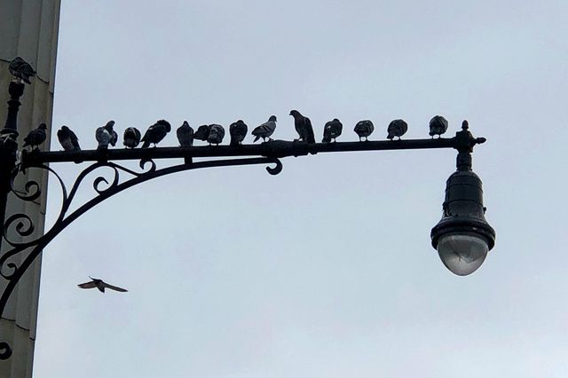 Pigeons on a lampost in Prospect Park
